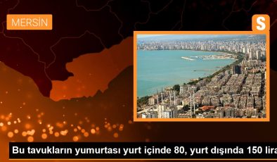 Bu tavukların yumurtası yurt içinde 80, yurt dışında 150 lira