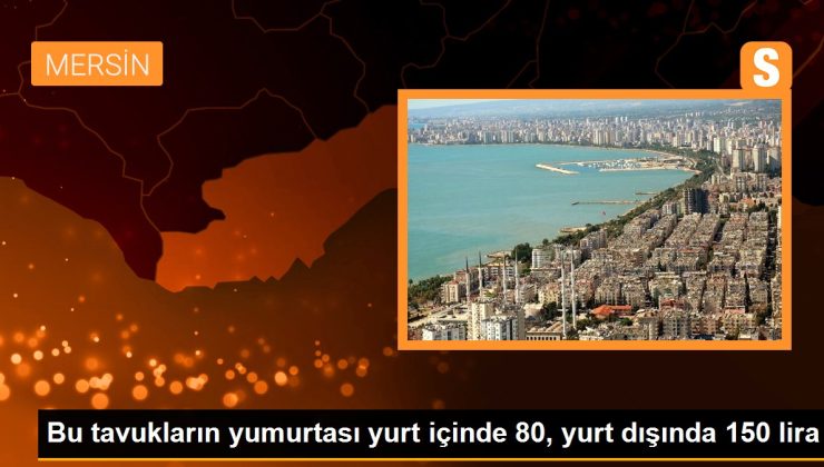 Bu tavukların yumurtası yurt içinde 80, yurt dışında 150 lira